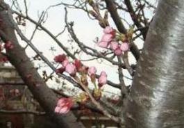 3月26日の有森ロードの桜