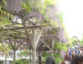 亀戸天神の藤まつり１