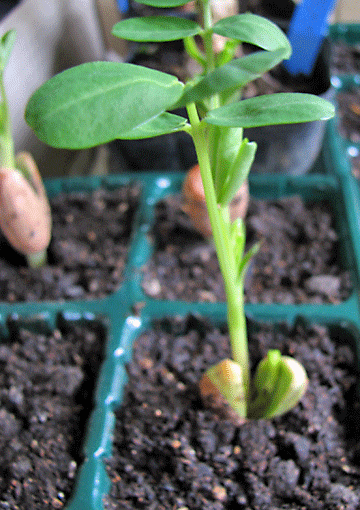 4.gif