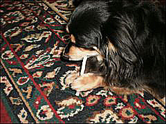 PA250020_edited-1.jpg