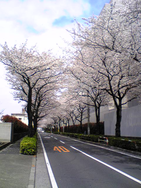 桜のトンネル.jpg