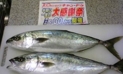 080528_184741魚.jpg