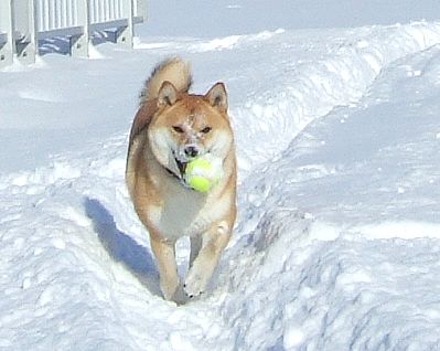 雪で道がなくなった河川敷公園