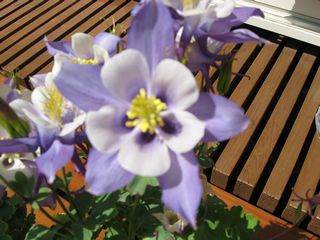 IMG_0269.jpg