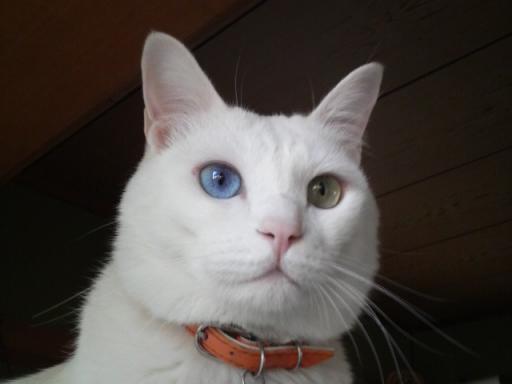 たからのアップ