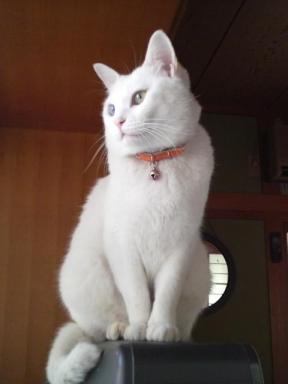 白いネコ