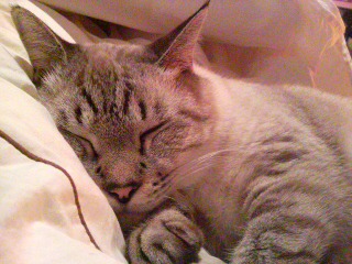 フカフカお布団、大好き♪