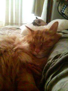 ２にゃんと一緒にお昼寝