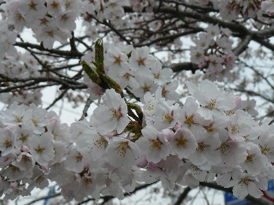 瑞山の桜20090419