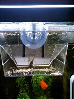 はじめての産卵ボックス