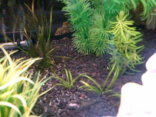 水草三種類1000円でした。。。のうちの2種類