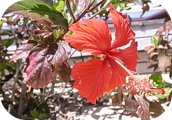 hibiscus.jpg