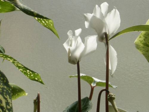 2010出窓の鉢植え1016 055.jpg