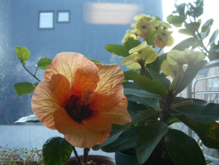 2010出窓の鉢植え1127 145.jpg