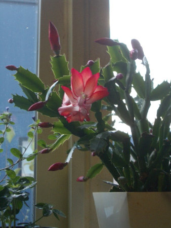 2010出窓の鉢植え1127 119.jpg