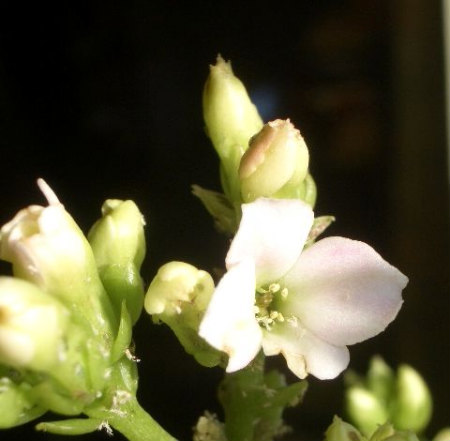 2010出窓の鉢植え1204 003.jpg