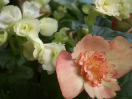 2010出窓の鉢植え1204 038.jpg