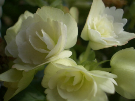 2010出窓の鉢植え1204 034.jpg