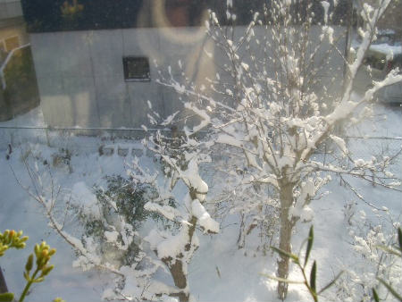 2010出窓の鉢植え1204 022.jpg