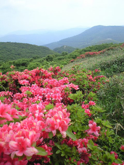 山つつじが自生する大将山中腹