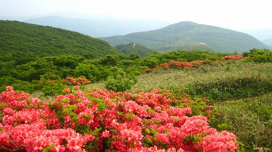 大将山中腹に山つつじが自生する