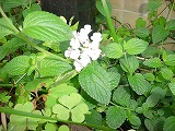 白い花？