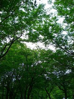 魅惑の里