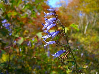 深入山　花