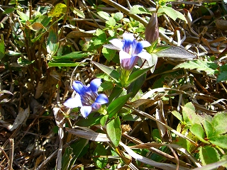 深入山　花２