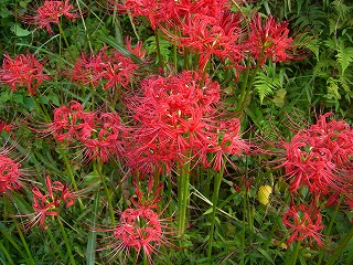 そばの花　彼岸花