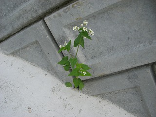 そばの花　ひっそり