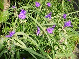 紫のはびこる花