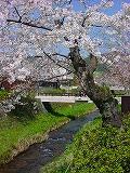 桜２００６