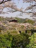 花見３