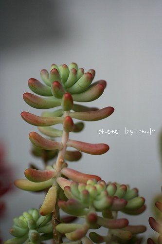 IMG_2255.jpg