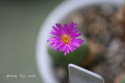 IMG_2247.jpg