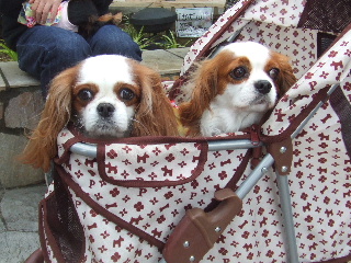 ひなこちゃんと