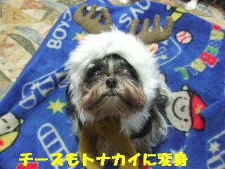 トナカイチーズ