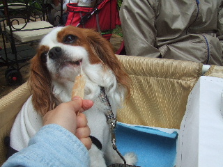 アキレス、ウマウマ