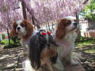 熊野の長藤　集合写真１