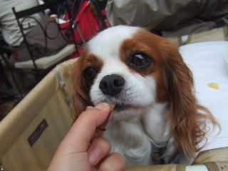 子羊のロースト、美味しいです。