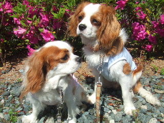 つつじの方がいい感じ