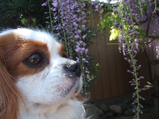 藤娘っぽい？！ミルク