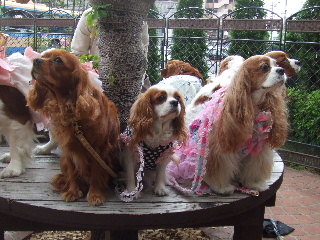 ルビィーちゃんとメルモちゃんの間で