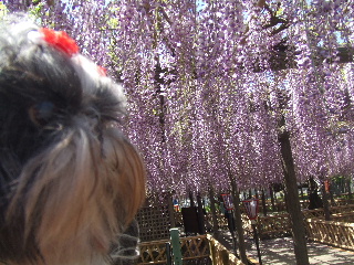 藤娘のはずなのに・・・