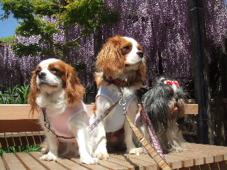 最後に、もう一回集合写真