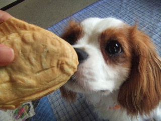 たいやきにチューするハリー君