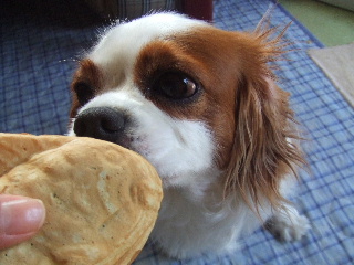 ミルクもたいやきにチュー