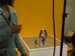 「待て」だよ～。