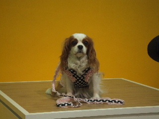 お洋服とカラーとリード、可愛い！！